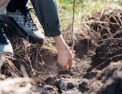Pași jucăuși pentru a săpa prin rădăcini